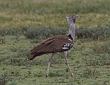 Kori bustard, the heaviest flying bird in Africa